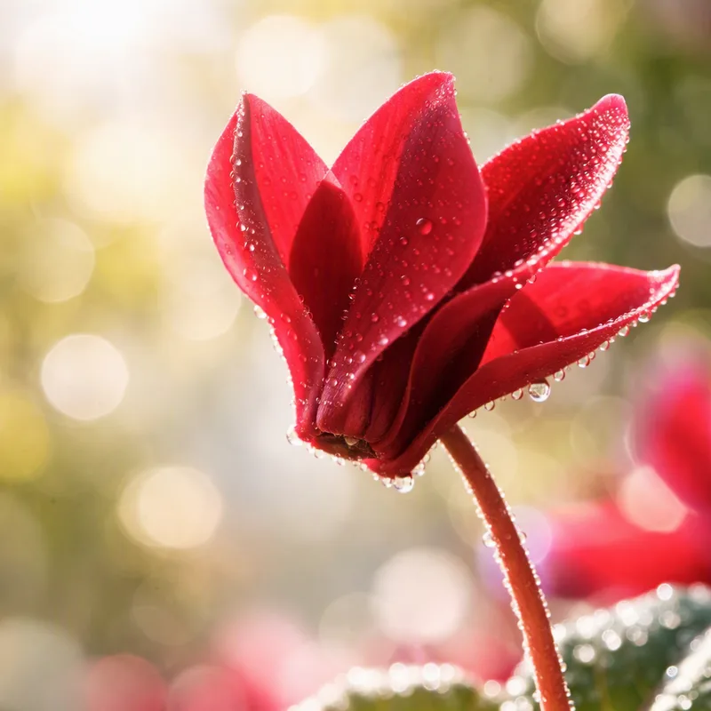 Cyclamen - rouge