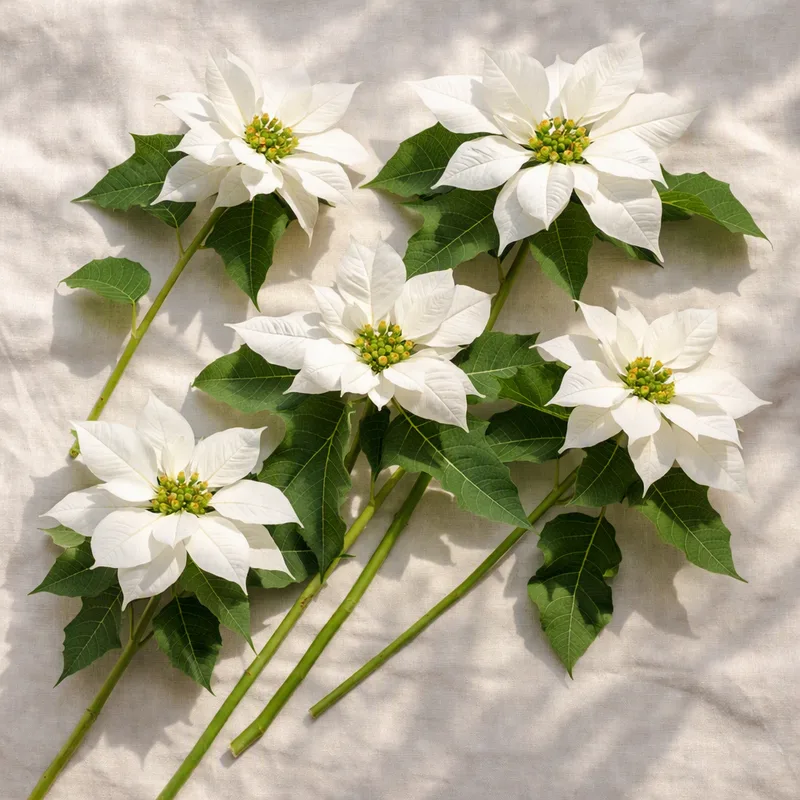 Poinsettia - blanc - image 4