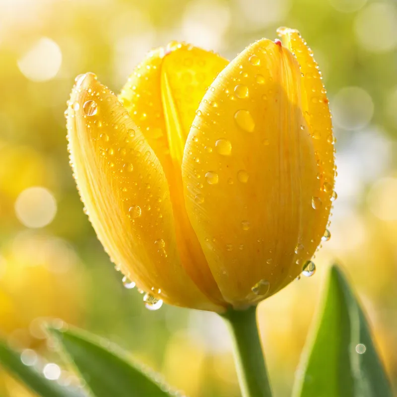 Tulipes - fleur classique du printemps