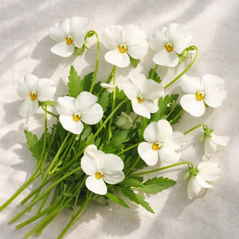 Violette - blanc - image 4